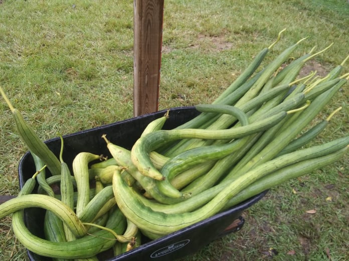 gourds