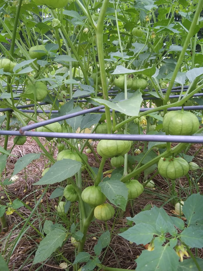 tomatillos