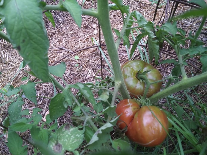 cherokee purple tomatoes