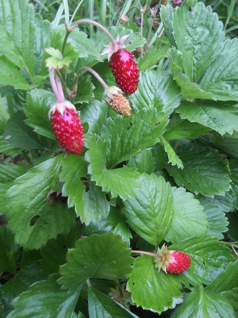 alpine strawberries