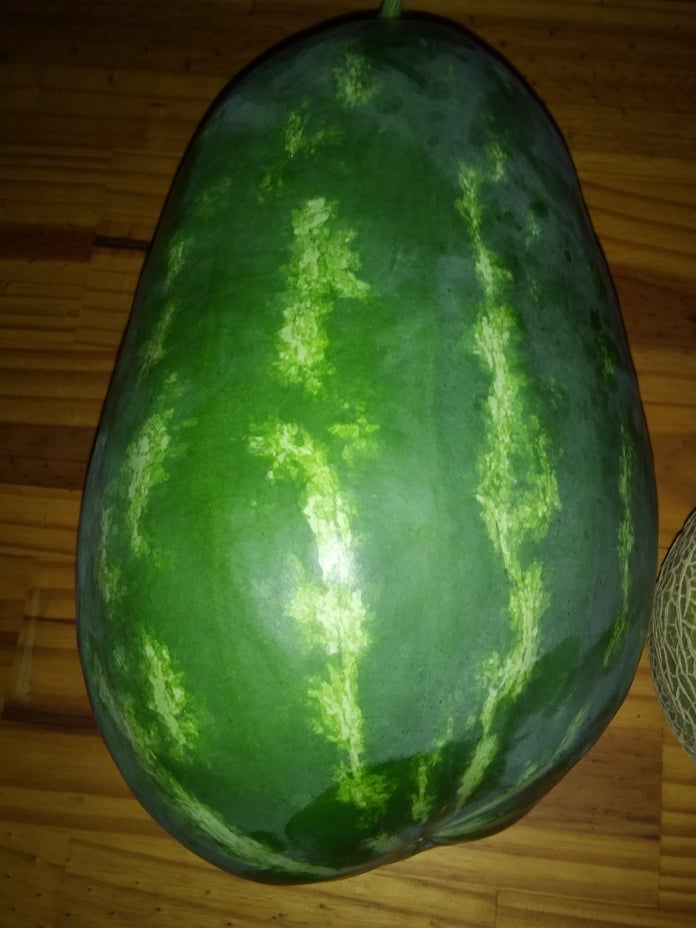 melons