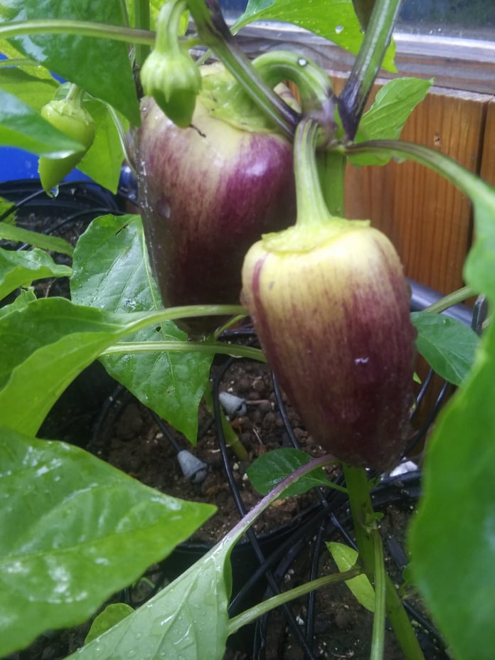 violet sparkle sweet peppers