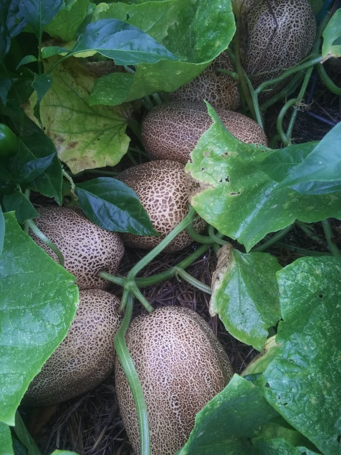 sikkim cucumbers