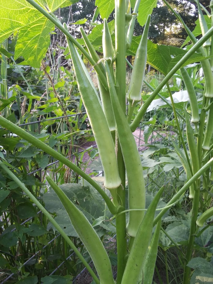 okra