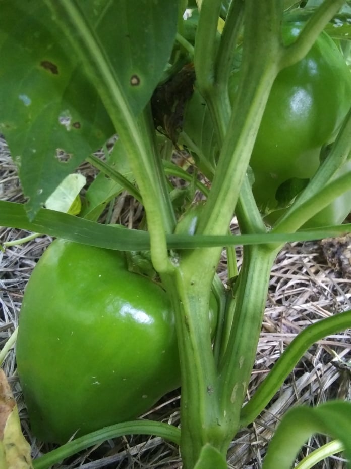 pimento peppers