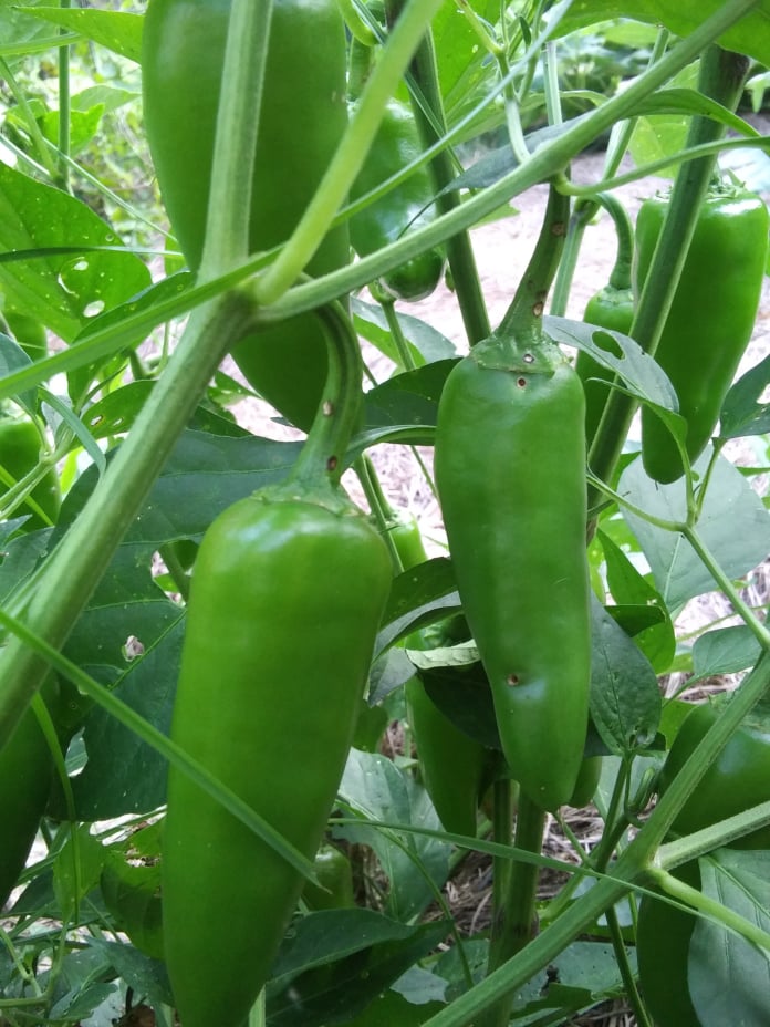 jalapeno 