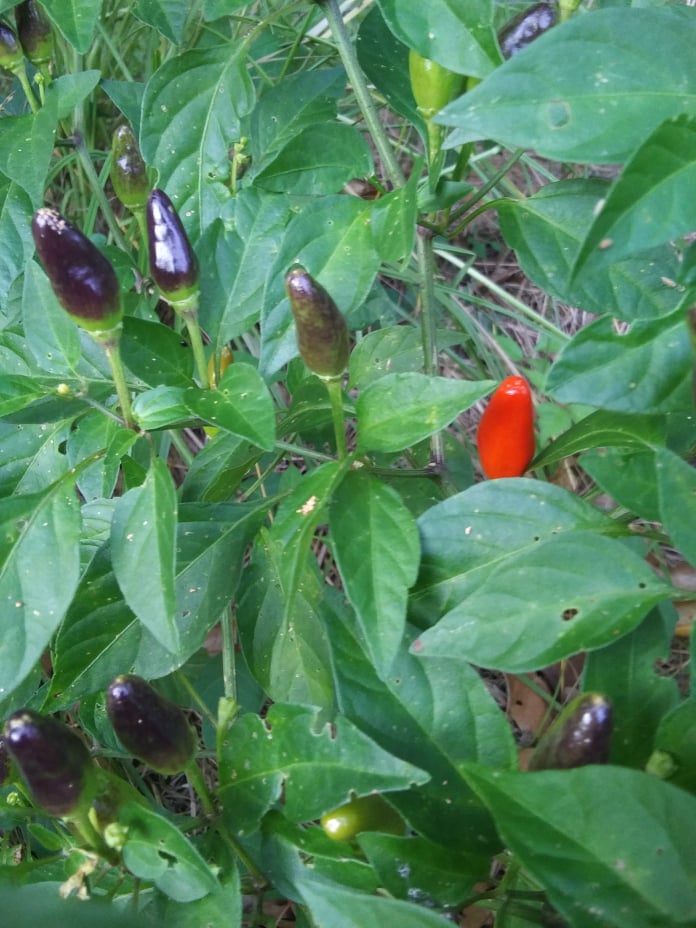 pequin peppers