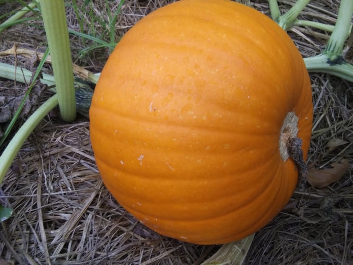 pumpkins