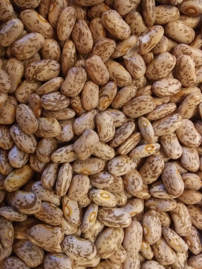 pinto beans pole