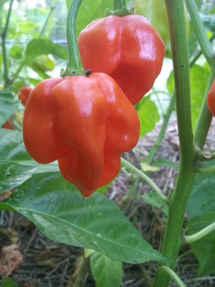 habanero peppers