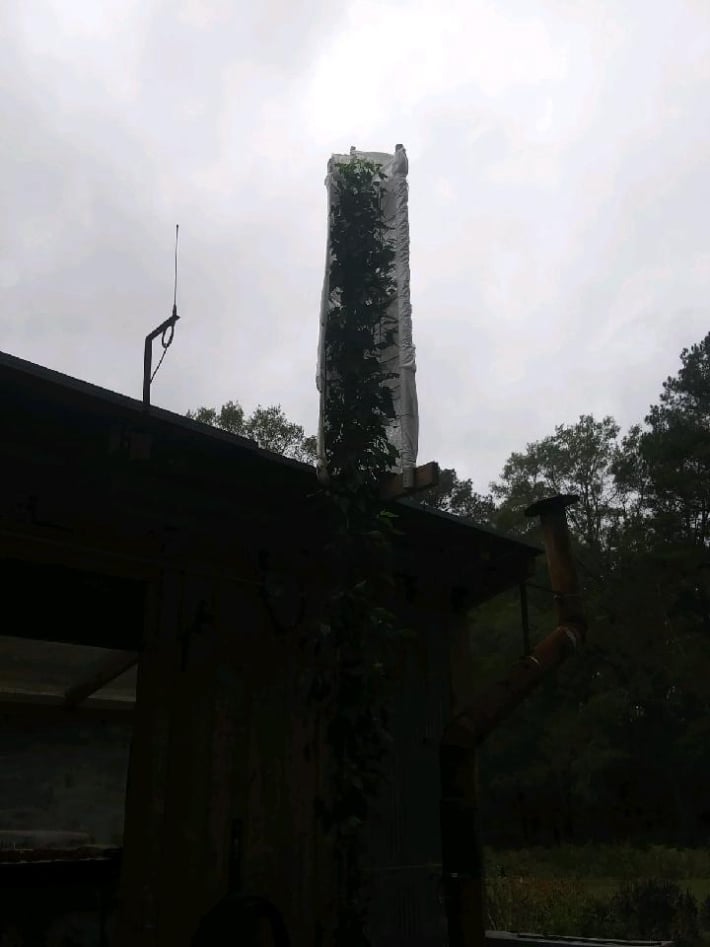 world record tallest pepper plant