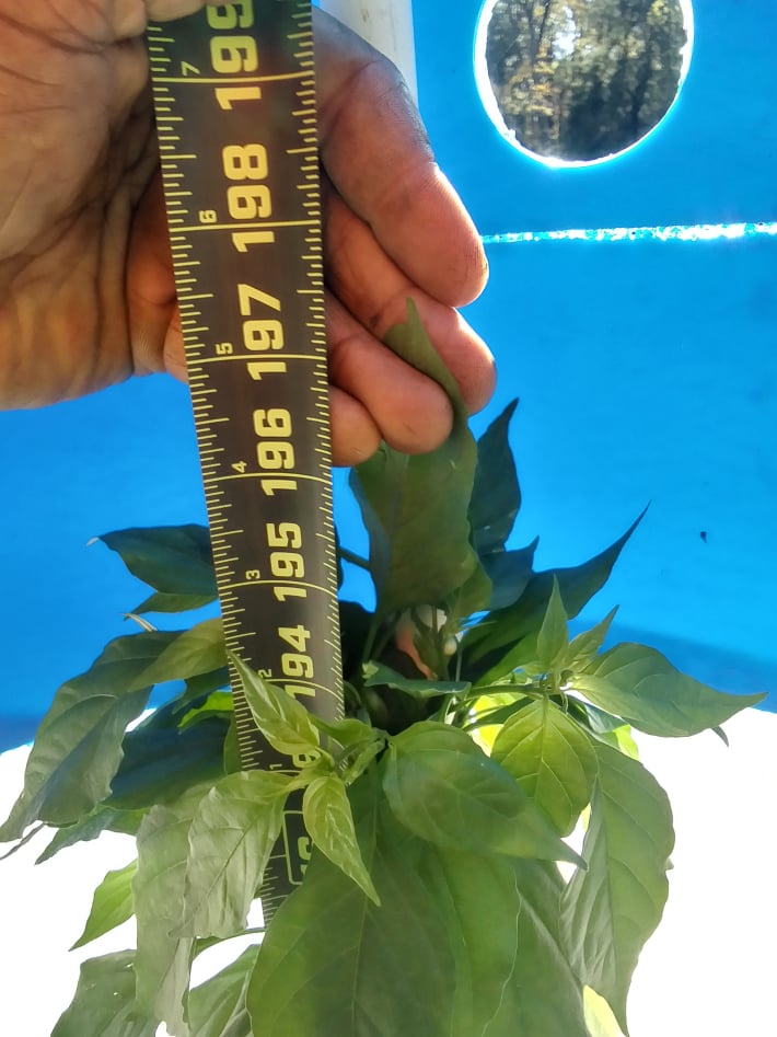 measuring world record tallest pepper plant