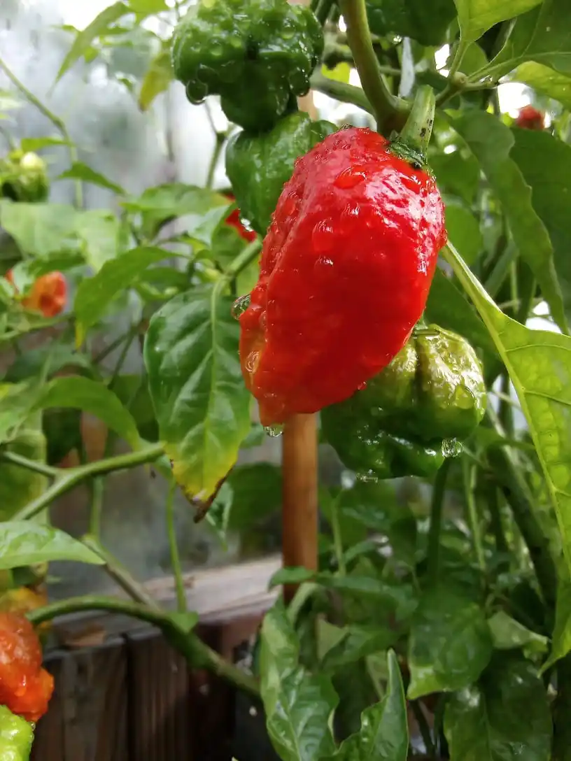 apocalypse scorpion pepper