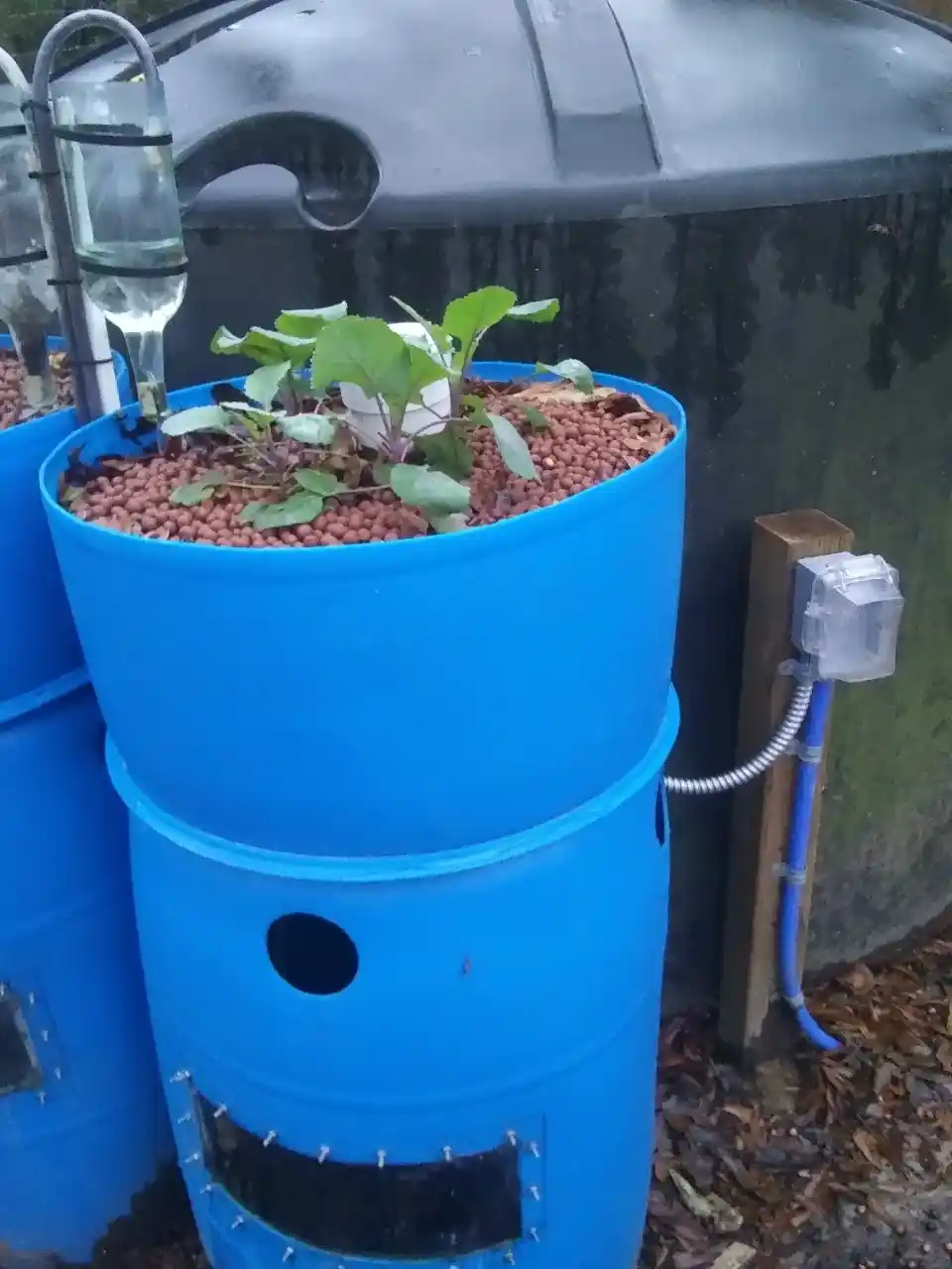 aquaponics barrels with plants growing