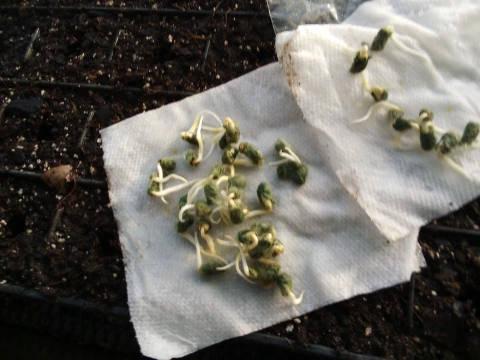 Arkansas green cotton sprouts over tray