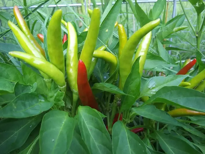 chile de arbol peppers
