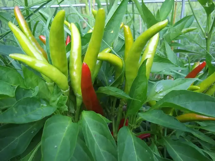 chile de arbol peppers