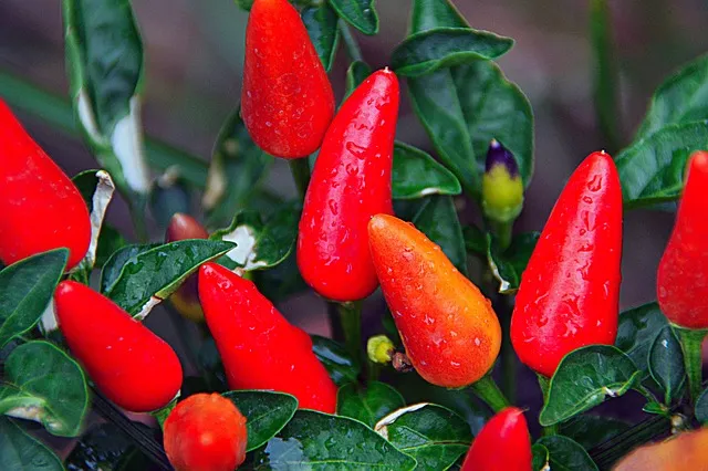 pequin peppers