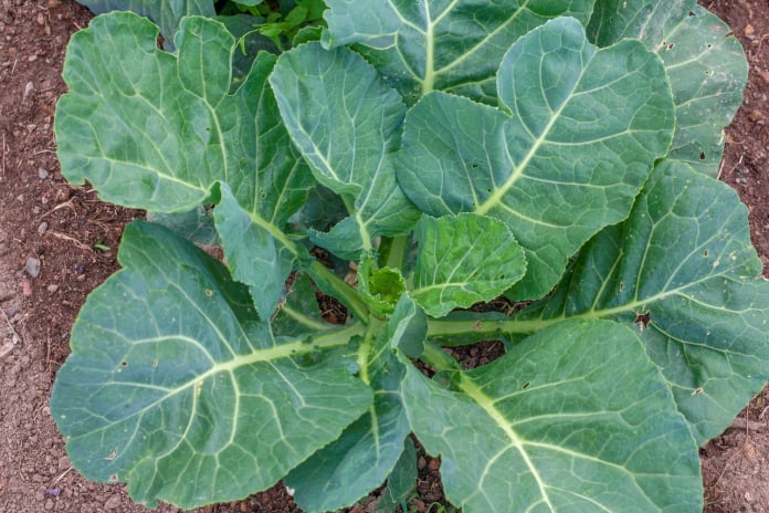 collards