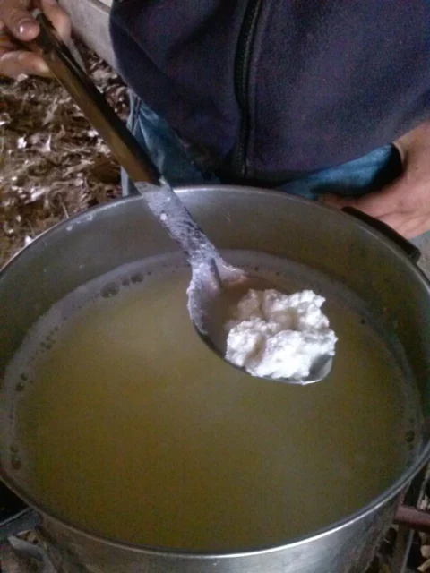 curds in spoon