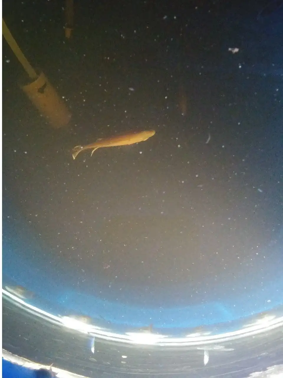 fish swimming in tank