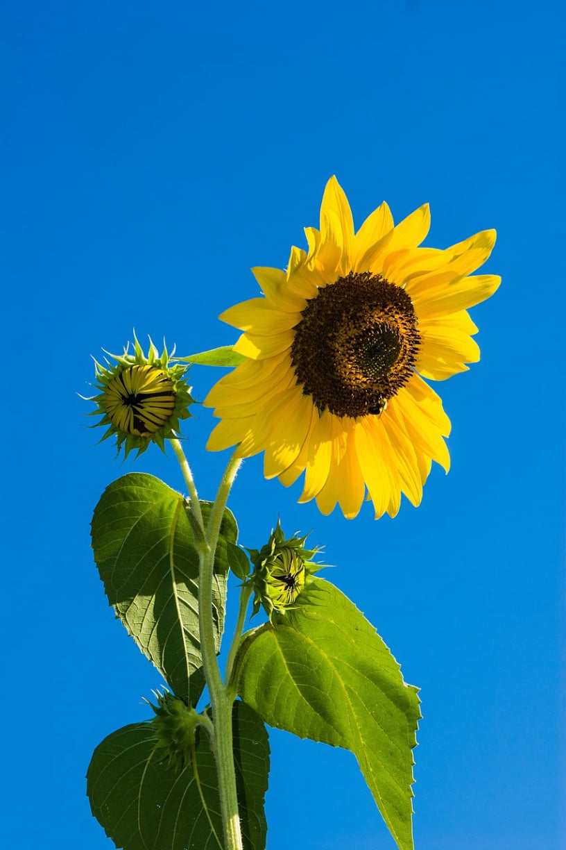 warm season seed kit