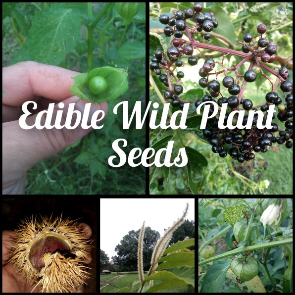 Edible wild plants