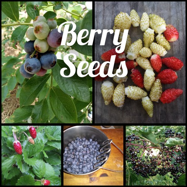 Berries