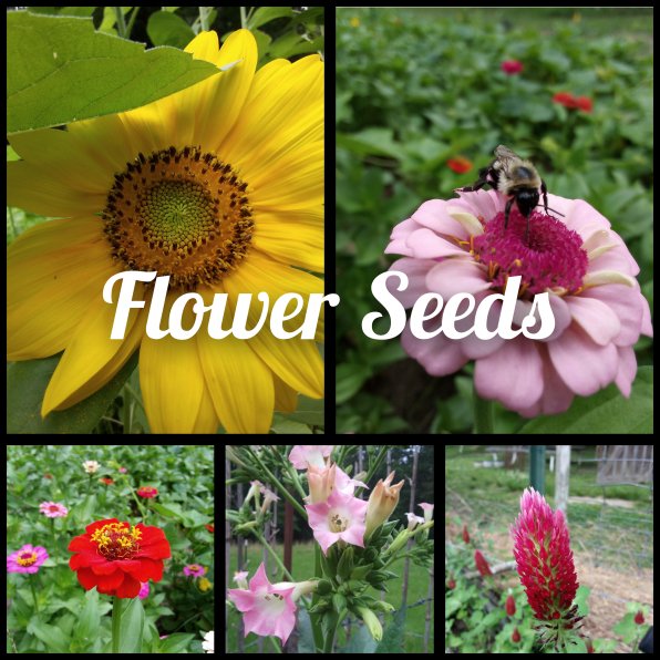 Flower seeds