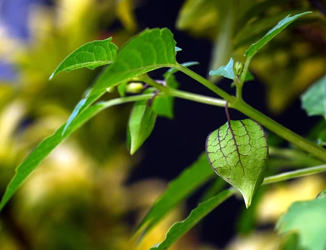 ground cherry