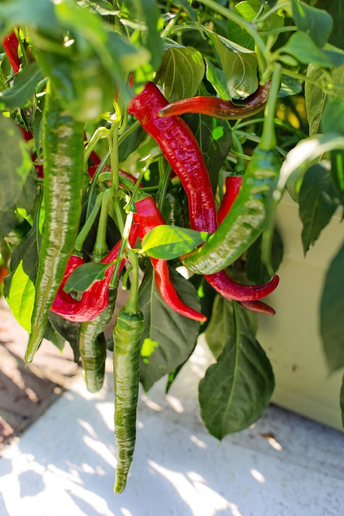 cayenne peppers