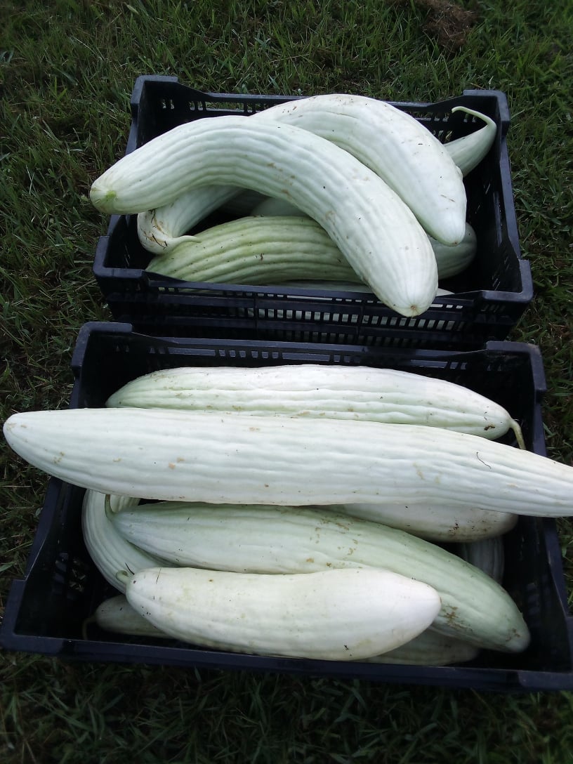 Armenian cucumbers