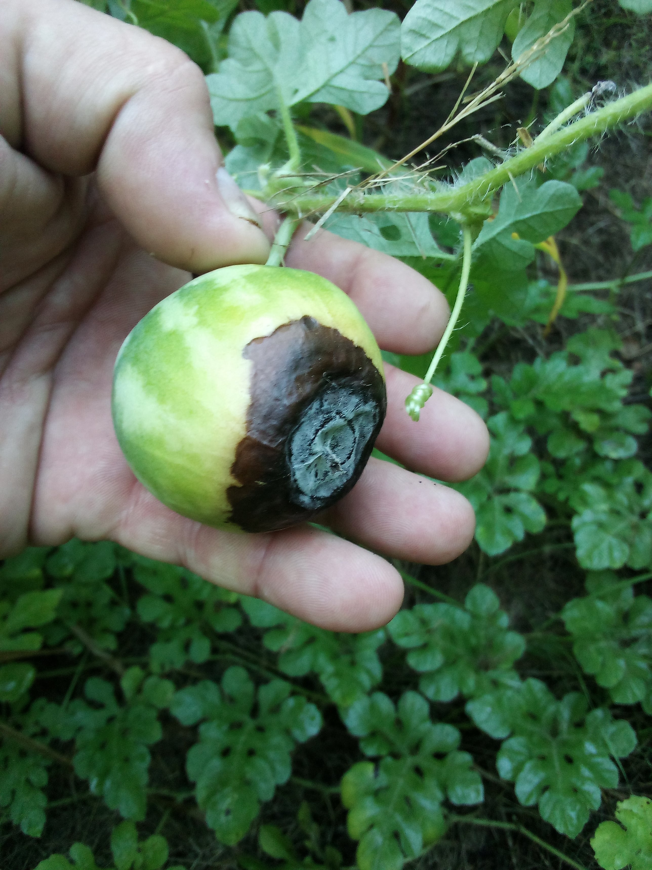 blossom end rot on immature watermelon