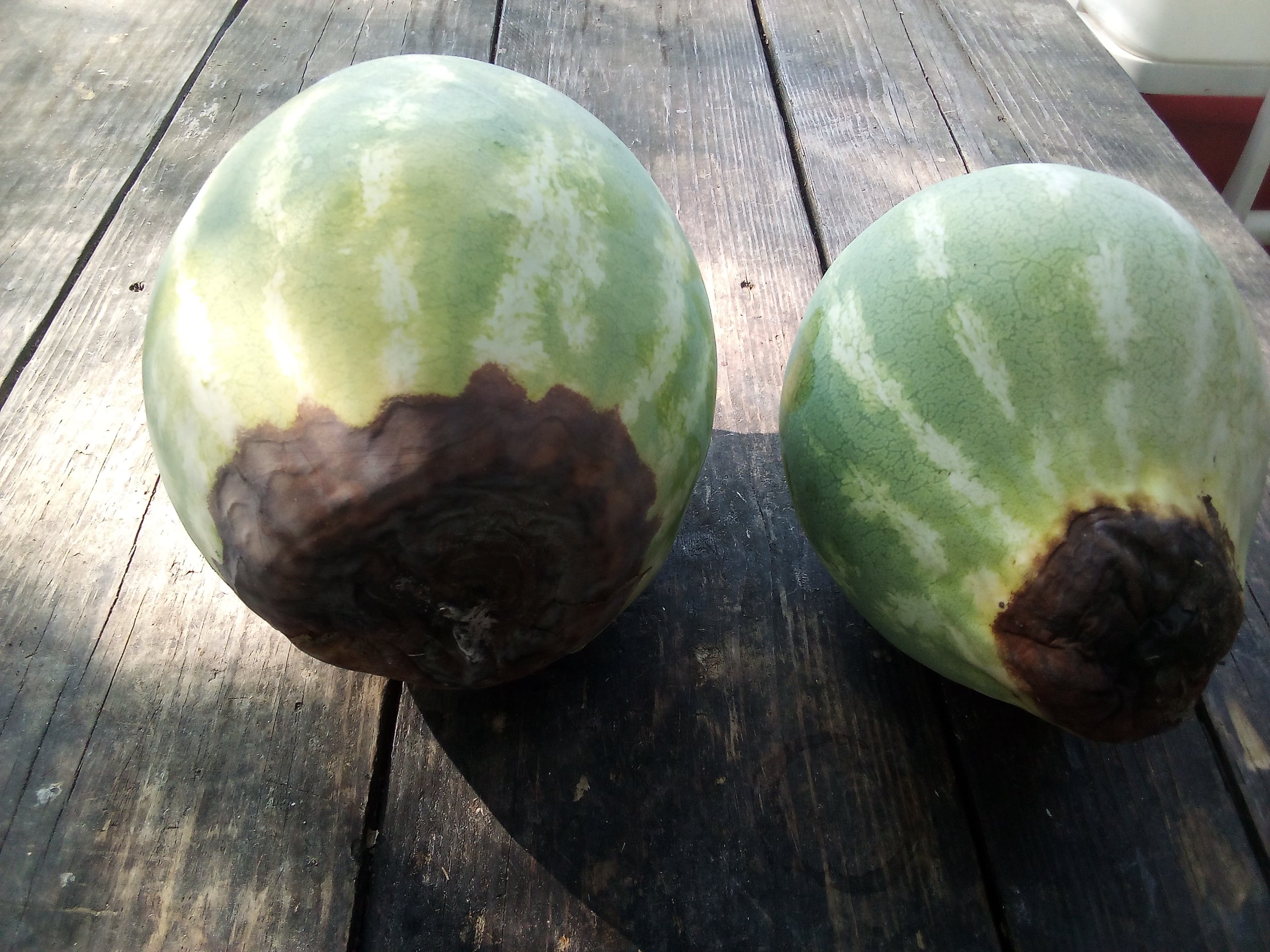 watermelon with blossom end rot