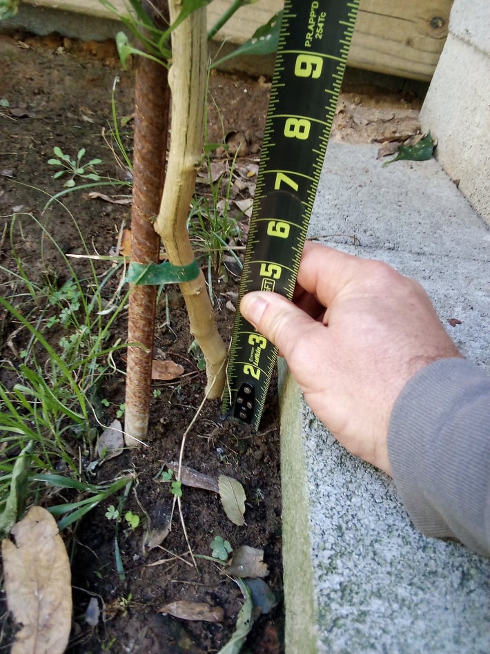measuring world record tallest pepper plant