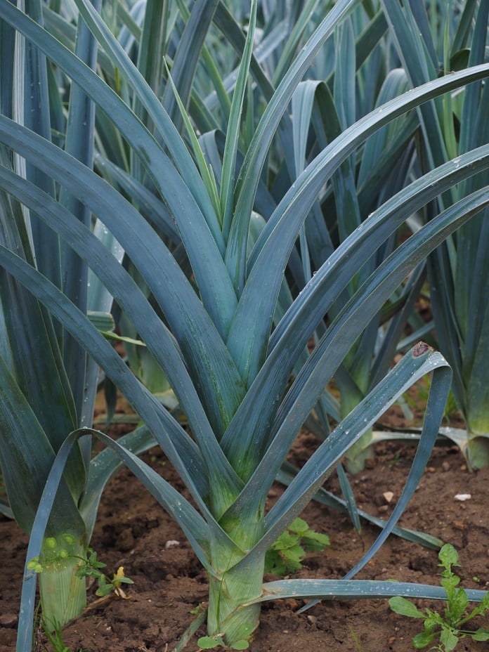 leeks