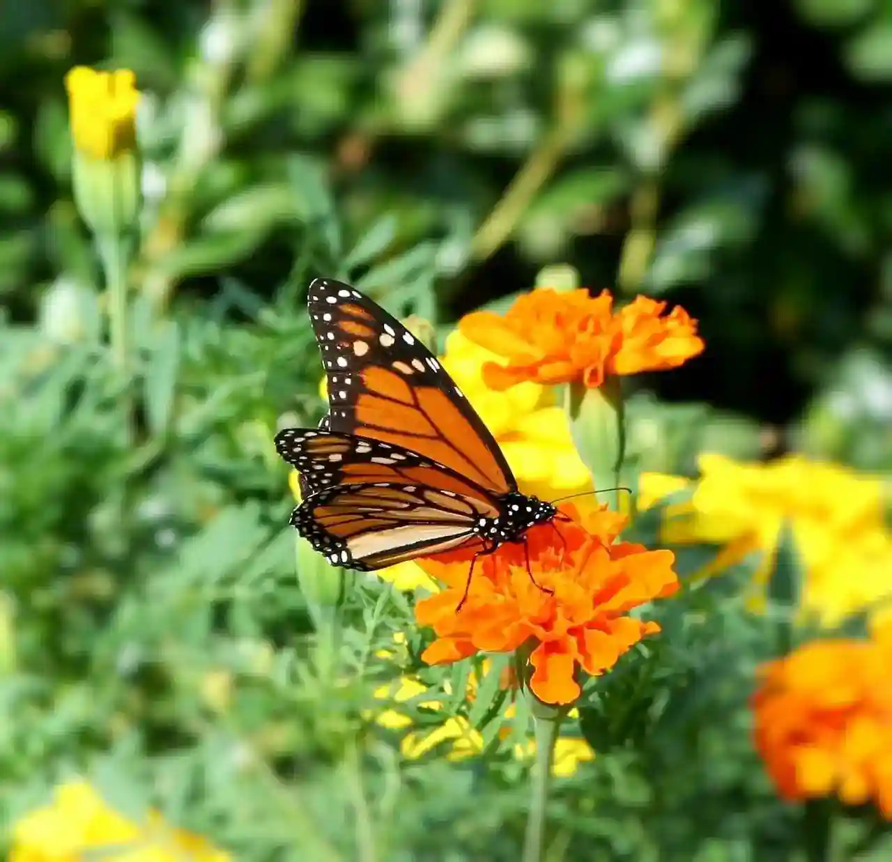 marigold flowers with butterfly