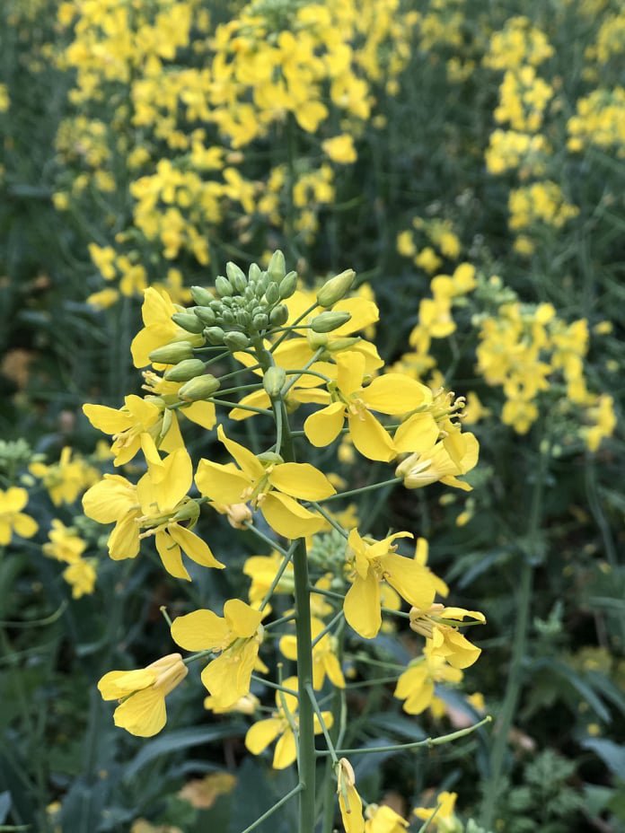 mustard