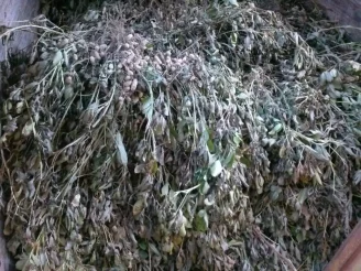 Bundle of peanuts hanging
