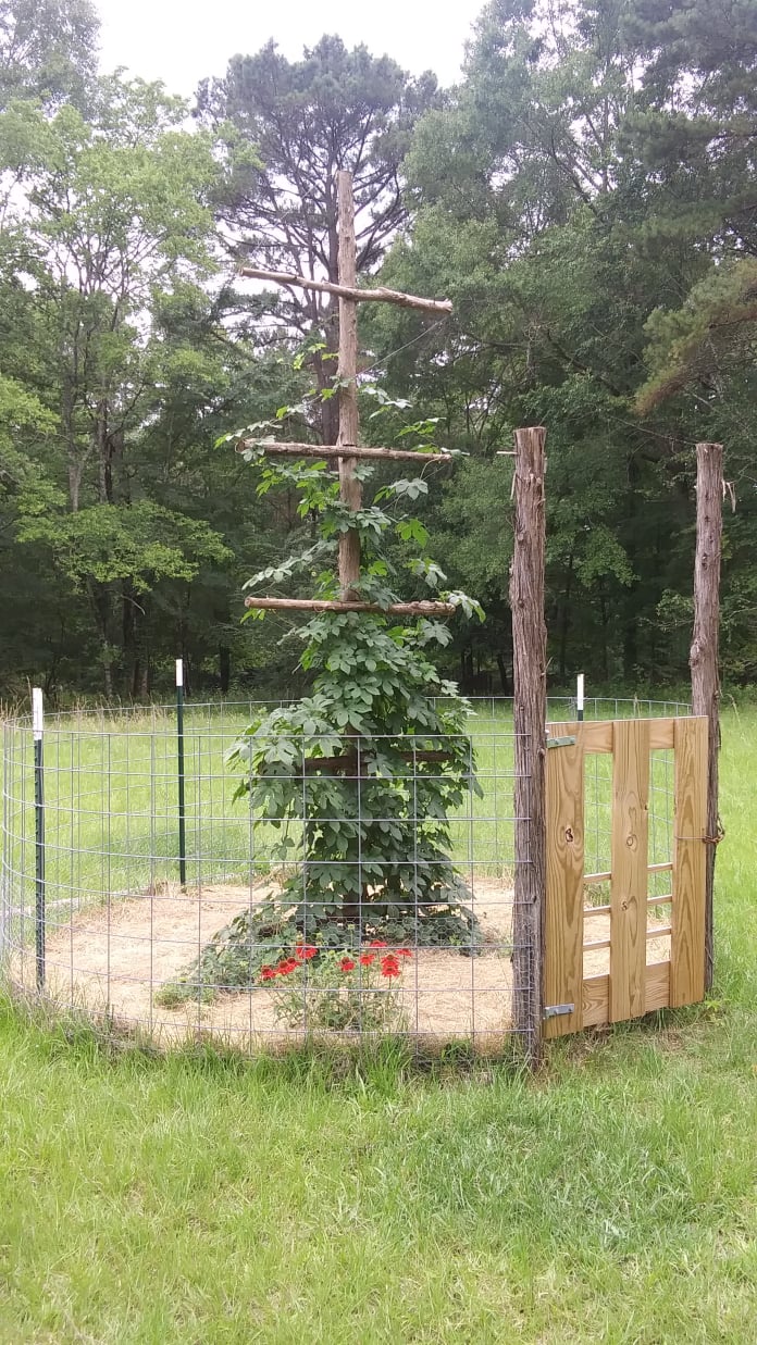 tettnang hops