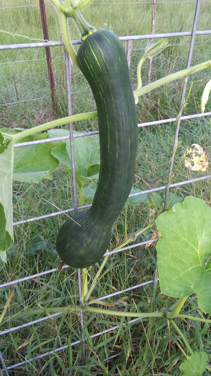 squash