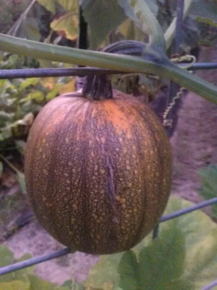 pie pumpkin on vine