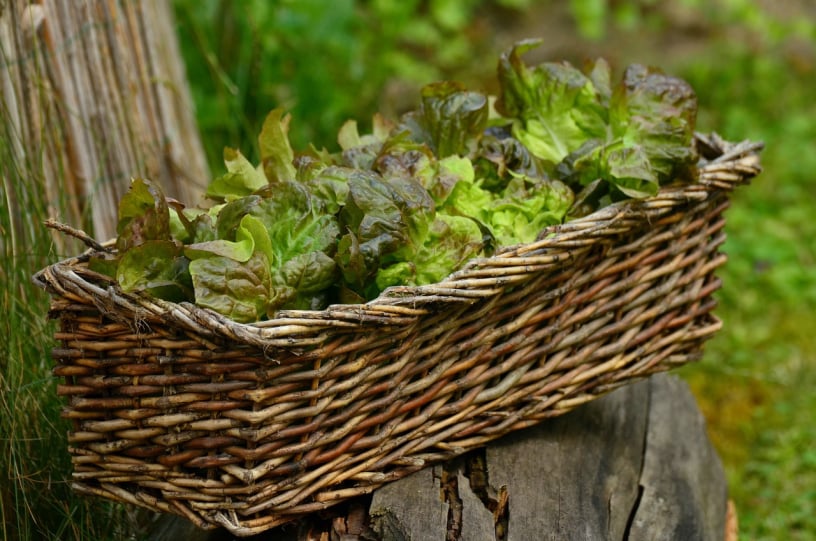 cools season seed kit