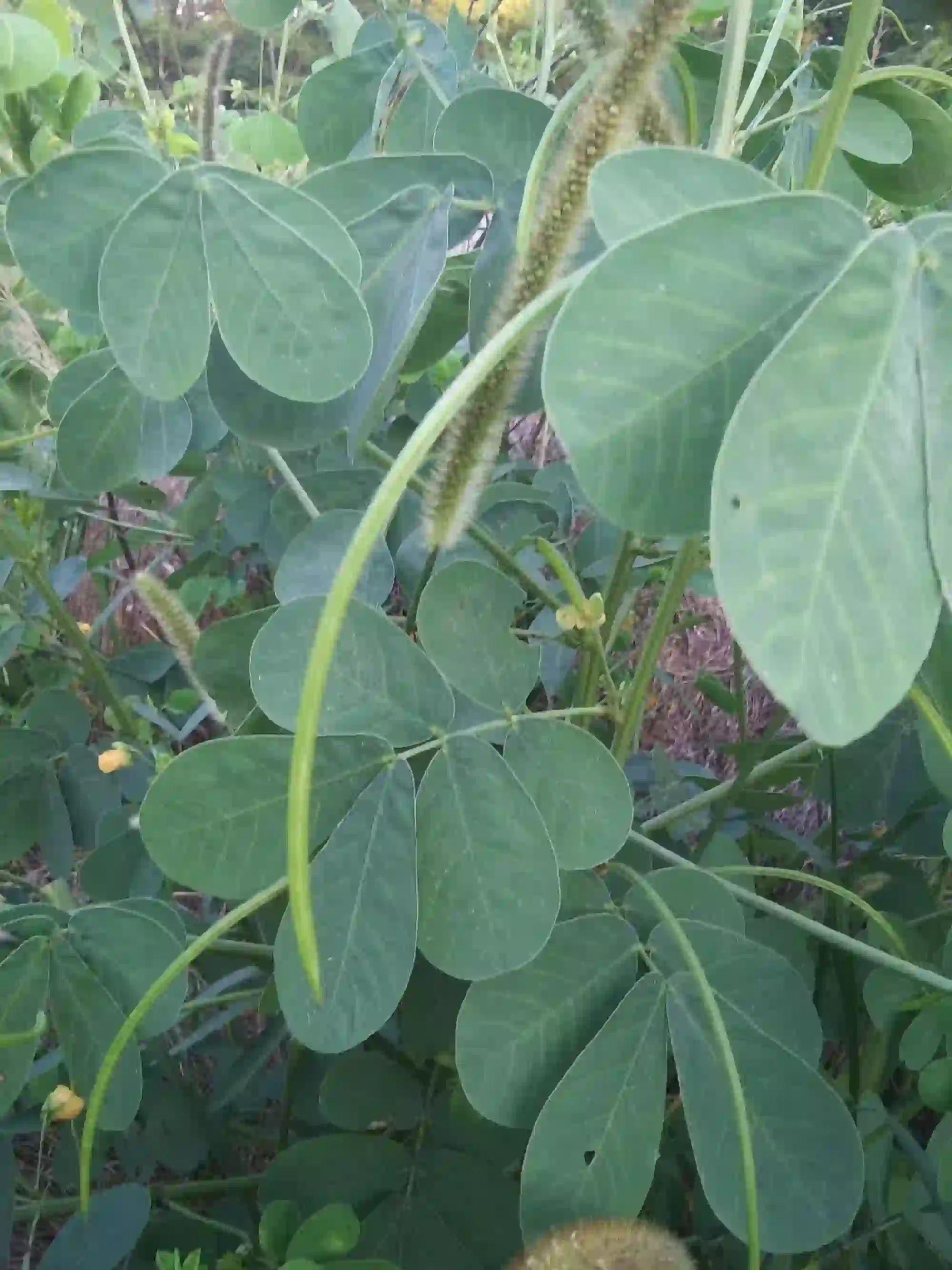 senna plant