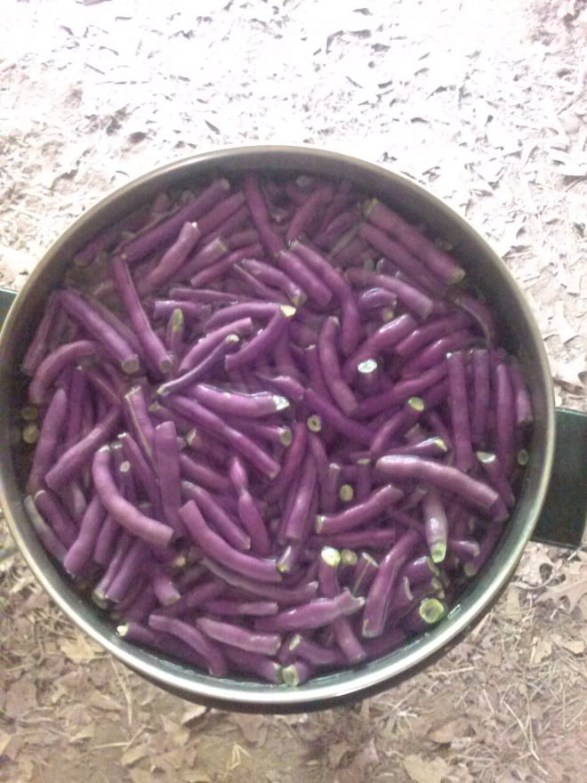 louisianna purple pod string beans green beans