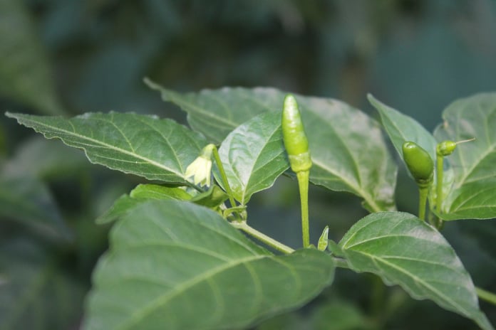 tabasco peppers