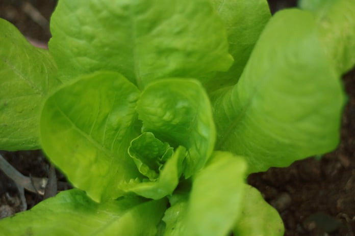 lettuce