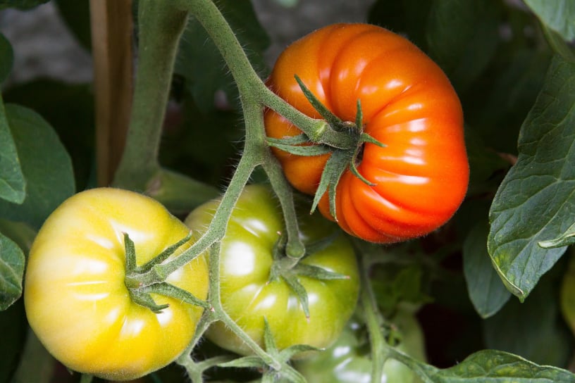 tomatoes