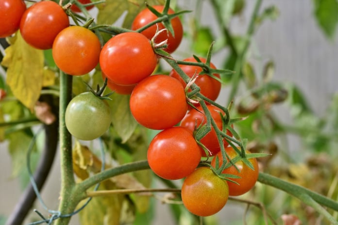 veasley cherry tomatoes