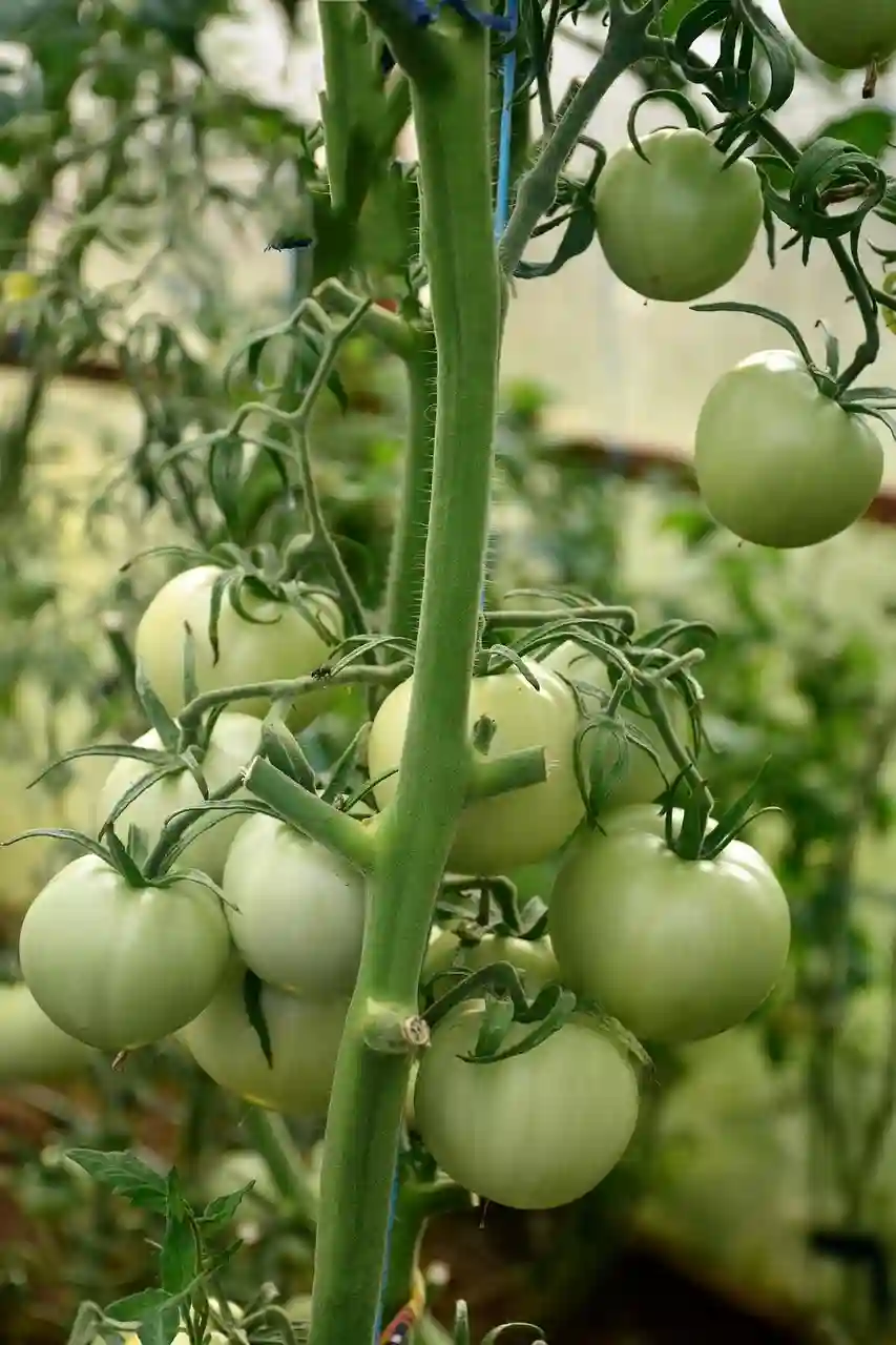 tomatoes